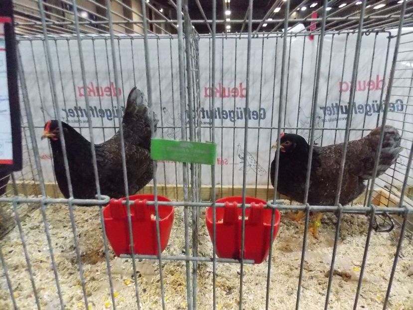  - EXPO-2017- NATIONALA AUSTRIEI WELS