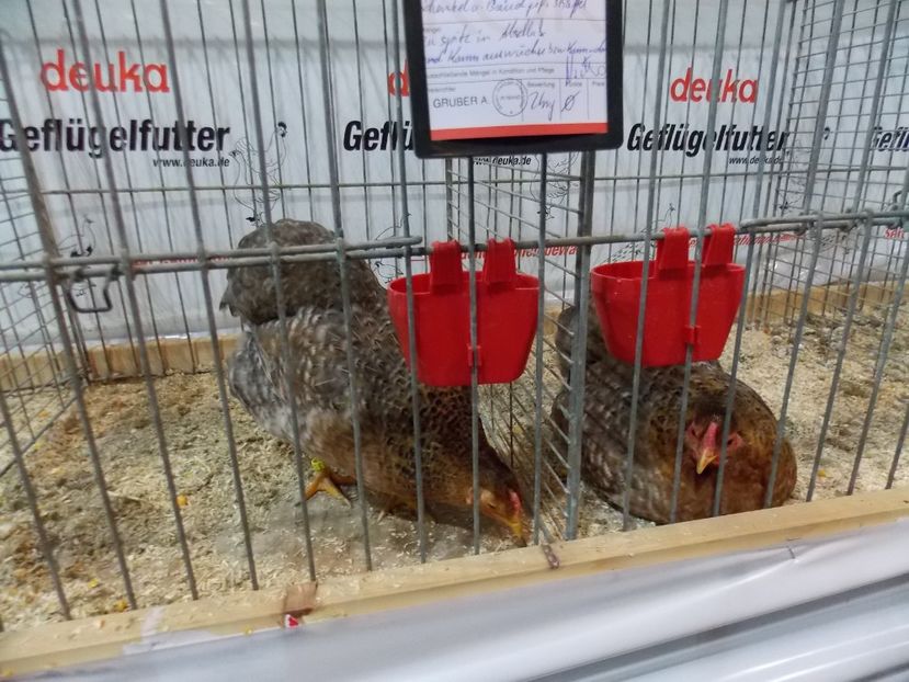  - EXPO-2017- NATIONALA AUSTRIEI WELS