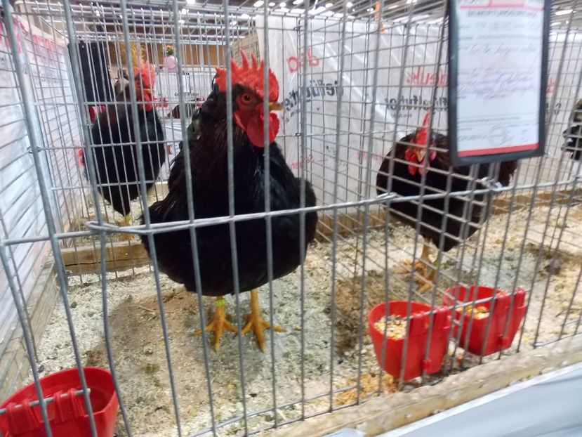  - EXPO-2017- NATIONALA AUSTRIEI WELS