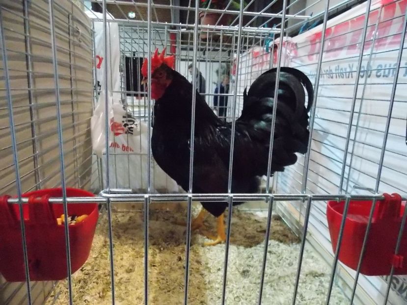  - EXPO-2017- NATIONALA AUSTRIEI WELS