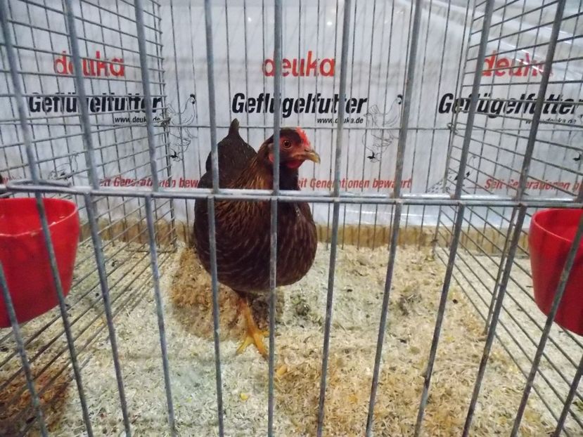  - EXPO-2017- NATIONALA AUSTRIEI WELS