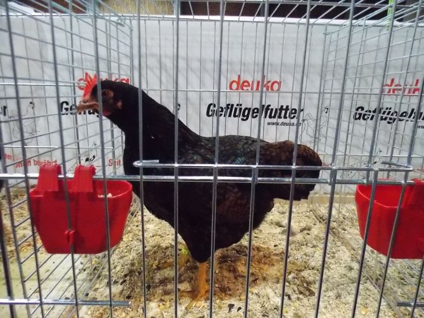  - EXPO-2017- NATIONALA AUSTRIEI WELS