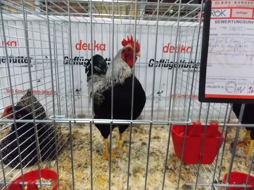  - EXPO-2017- NATIONALA AUSTRIEI WELS