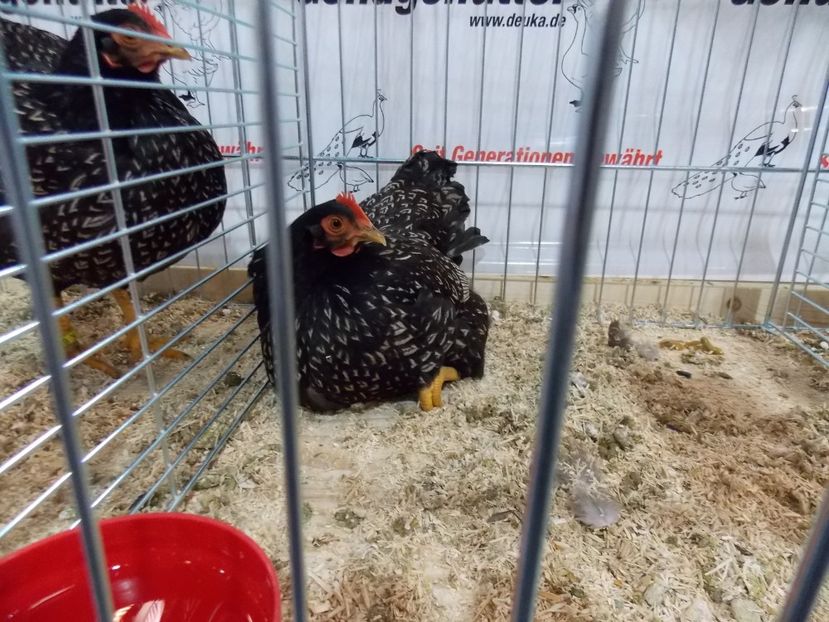  - EXPO-2017- NATIONALA AUSTRIEI WELS