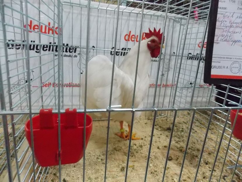  - EXPO-2017- NATIONALA AUSTRIEI WELS