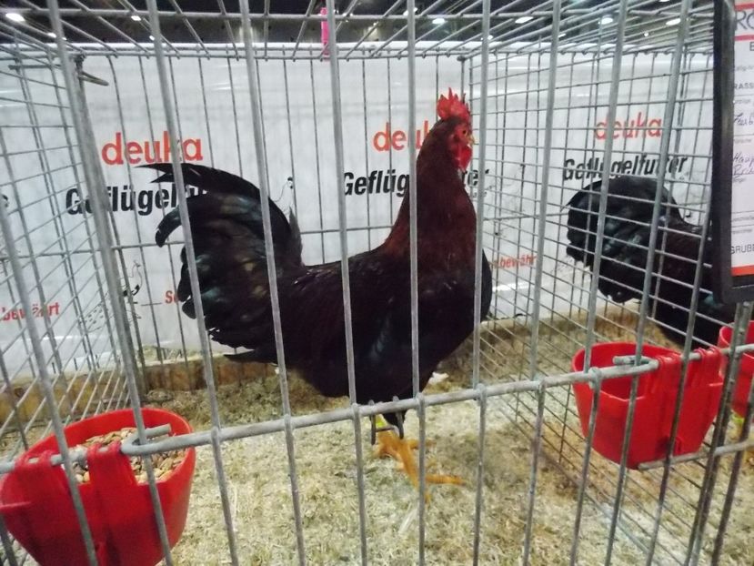  - EXPO-2017- NATIONALA AUSTRIEI WELS