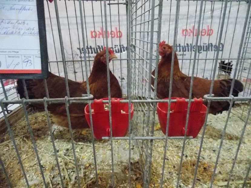  - EXPO-2017- NATIONALA AUSTRIEI WELS