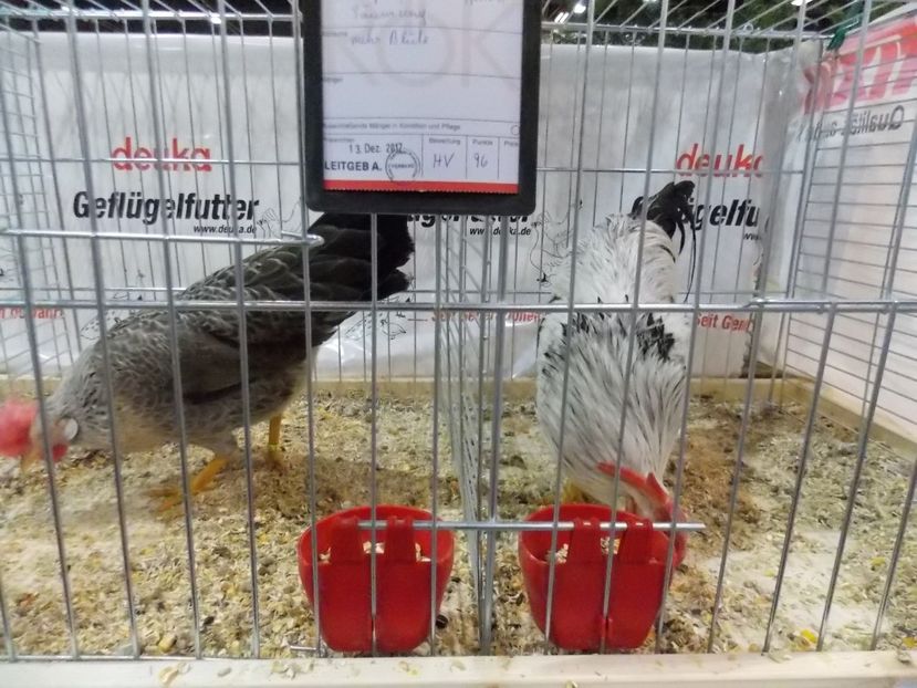  - EXPO-2017- NATIONALA AUSTRIEI WELS