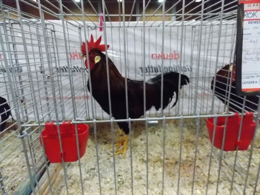  - EXPO-2017- NATIONALA AUSTRIEI WELS