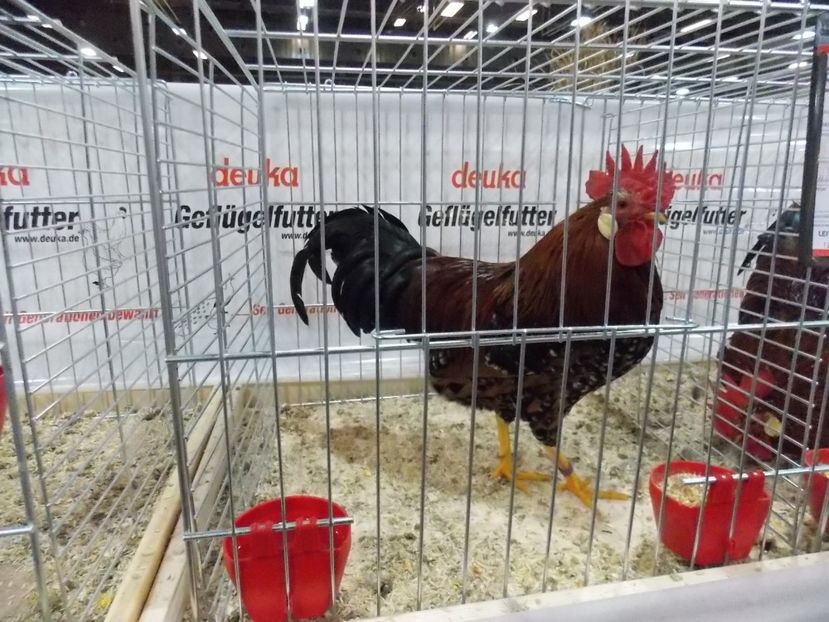  - EXPO-2017- NATIONALA AUSTRIEI WELS