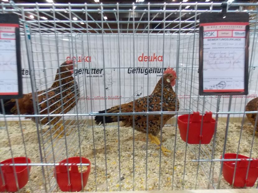  - EXPO-2017- NATIONALA AUSTRIEI WELS