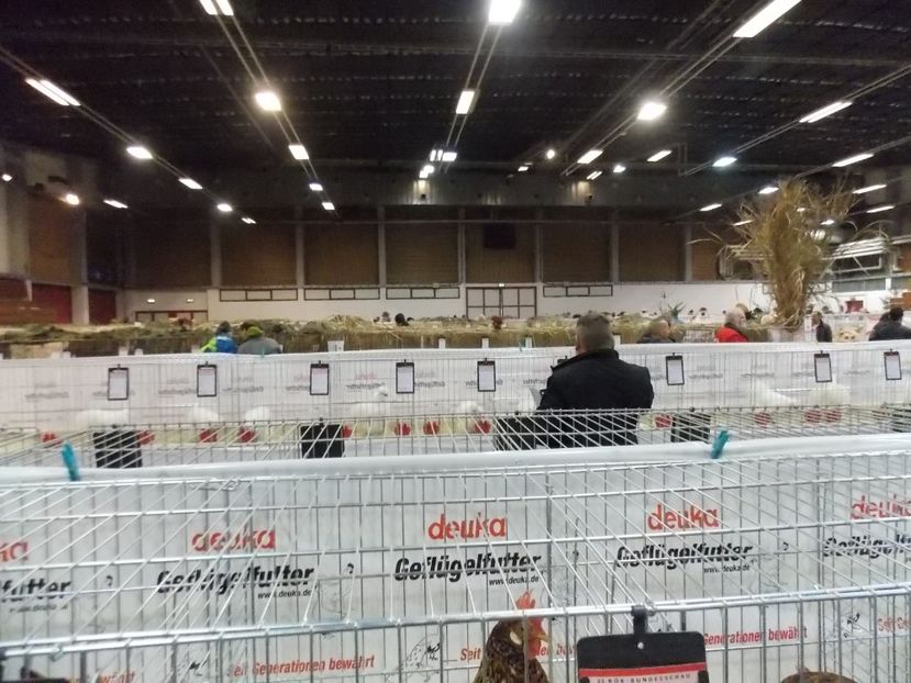  - EXPO-2017- NATIONALA AUSTRIEI WELS