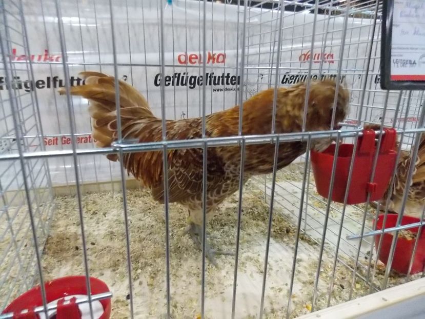  - EXPO-2017- NATIONALA AUSTRIEI WELS