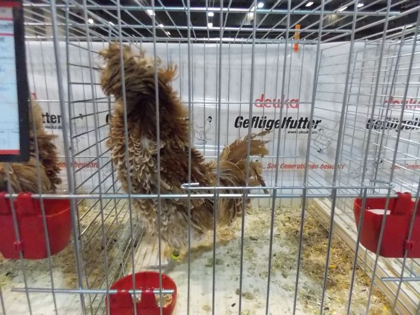  - EXPO-2017- NATIONALA AUSTRIEI WELS