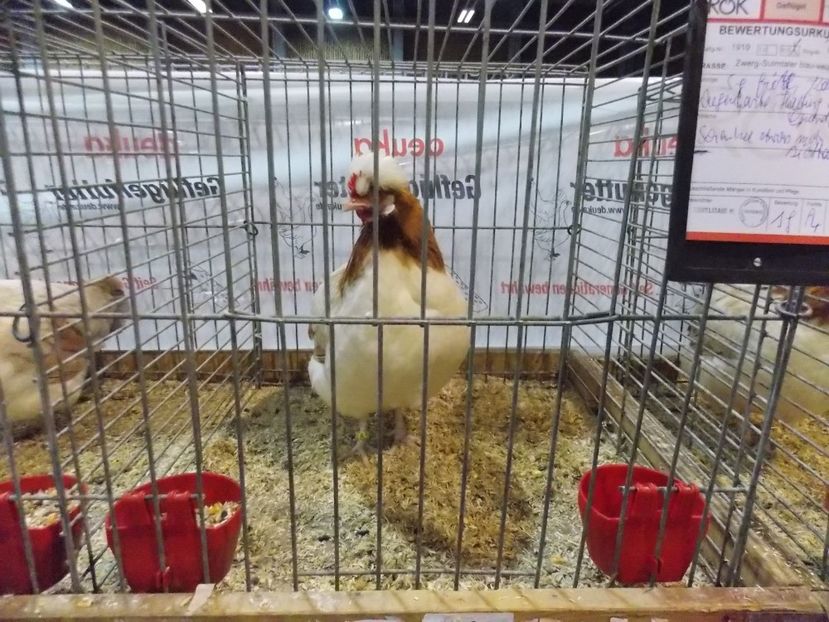  - EXPO-2017- NATIONALA AUSTRIEI WELS