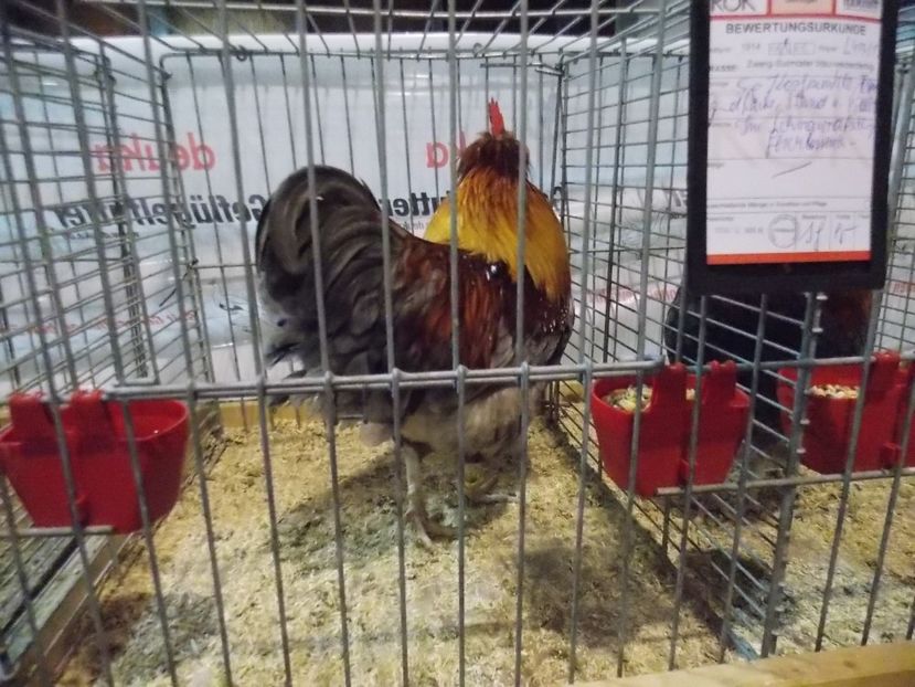  - EXPO-2017- NATIONALA AUSTRIEI WELS