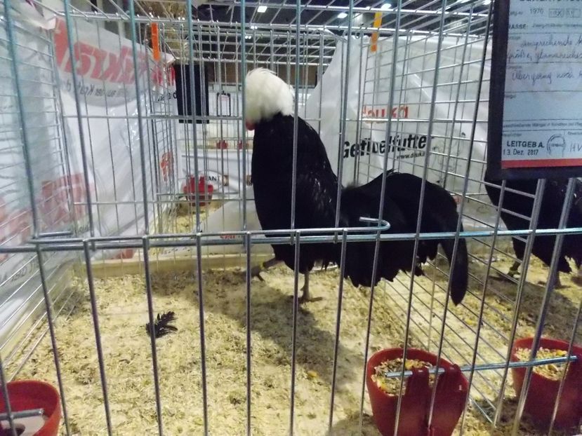  - EXPO-2017- NATIONALA AUSTRIEI WELS