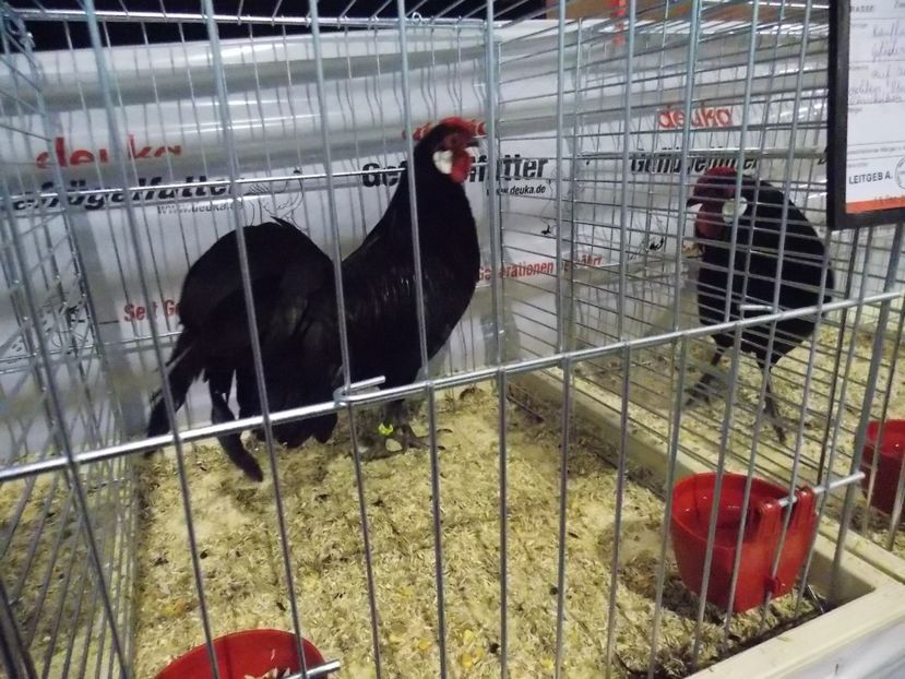  - EXPO-2017- NATIONALA AUSTRIEI WELS