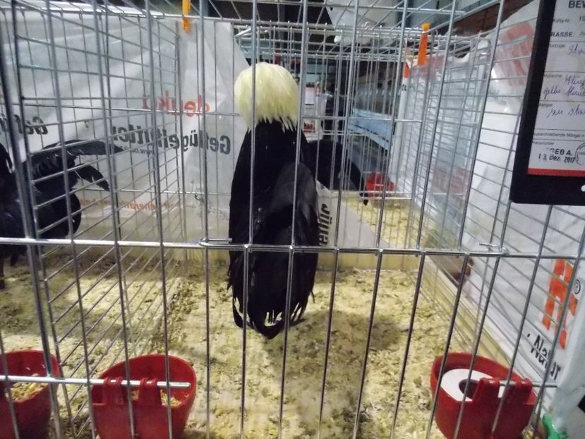  - EXPO-2017- NATIONALA AUSTRIEI WELS