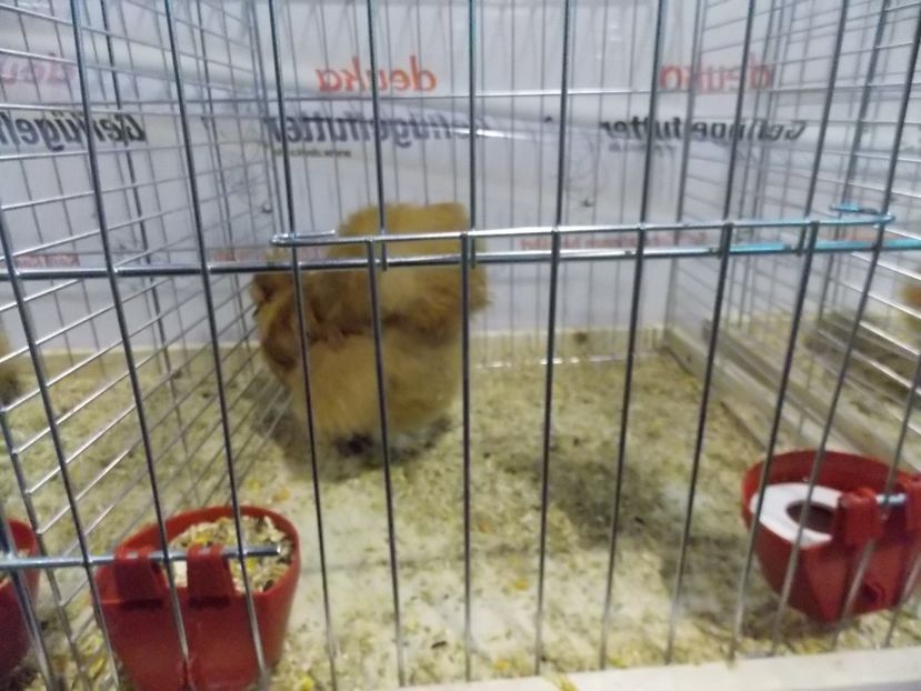  - EXPO-2017- NATIONALA AUSTRIEI WELS