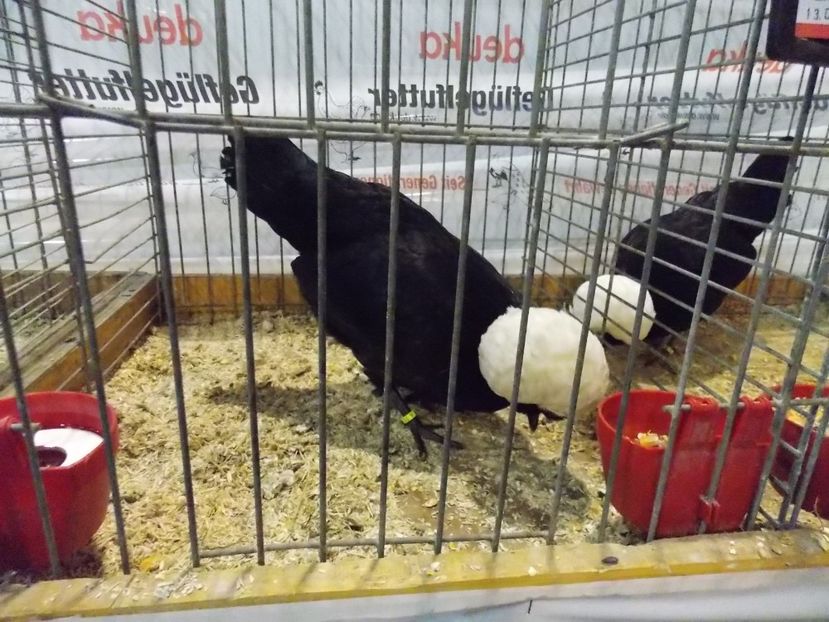  - EXPO-2017- NATIONALA AUSTRIEI WELS