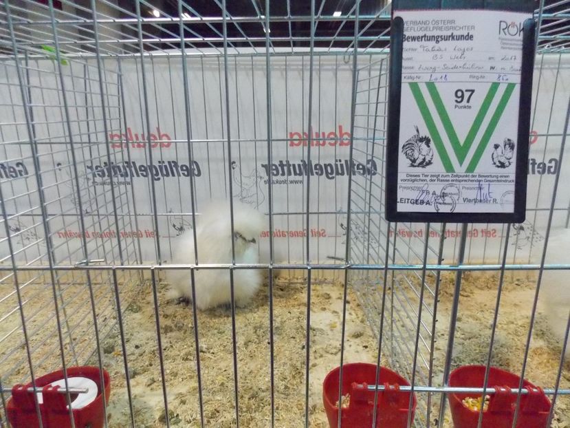  - EXPO-2017- NATIONALA AUSTRIEI WELS