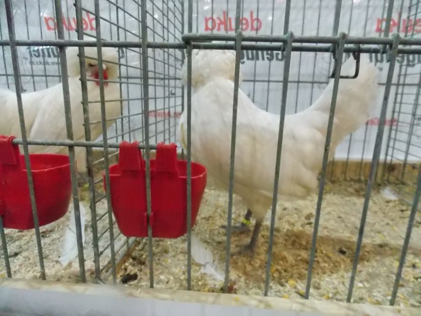  - EXPO-2017- NATIONALA AUSTRIEI WELS