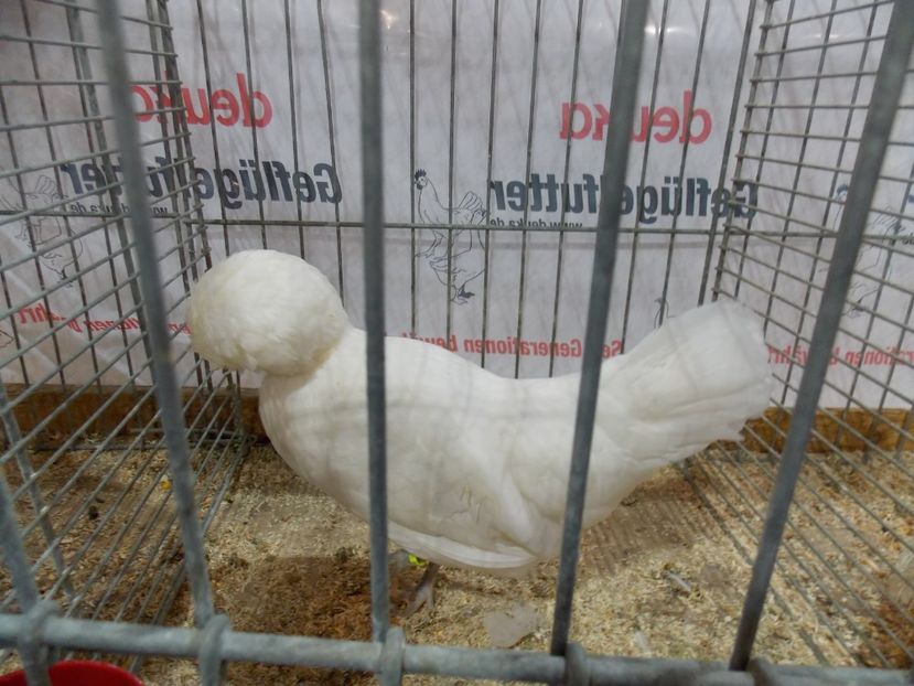  - EXPO-2017- NATIONALA AUSTRIEI WELS