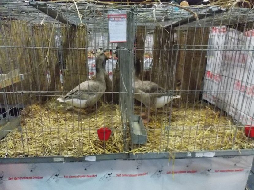  - EXPO-2017- NATIONALA AUSTRIEI WELS