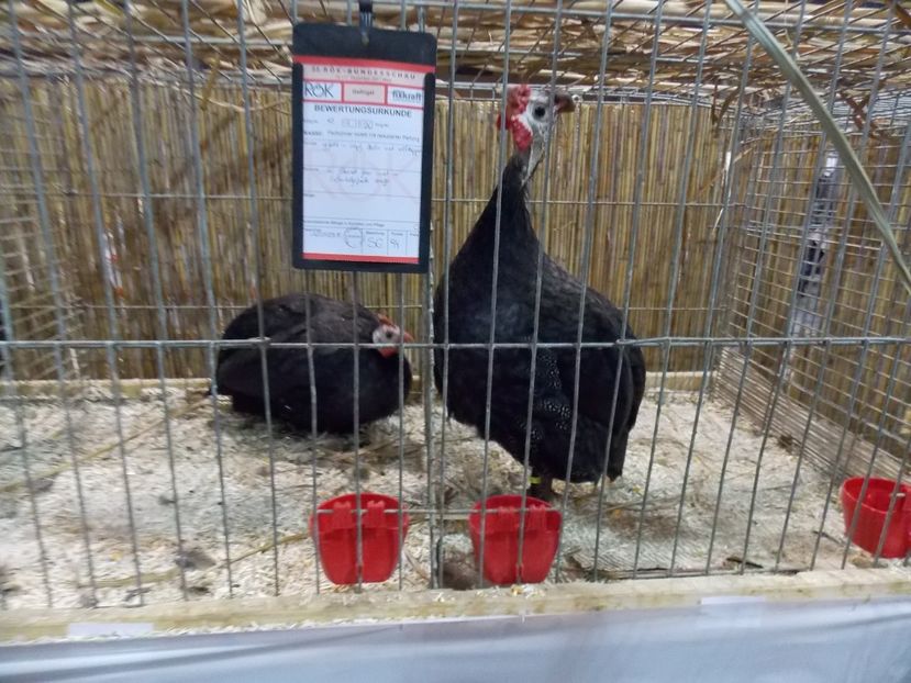  - EXPO-2017- NATIONALA AUSTRIEI WELS