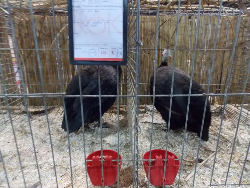  - EXPO-2017- NATIONALA AUSTRIEI WELS