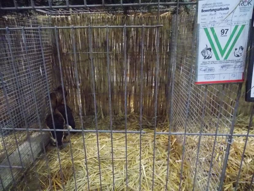  - EXPO-2017- NATIONALA AUSTRIEI WELS