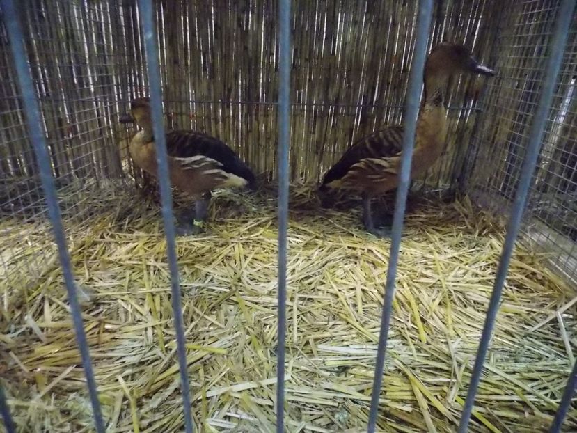  - EXPO-2017- NATIONALA AUSTRIEI WELS