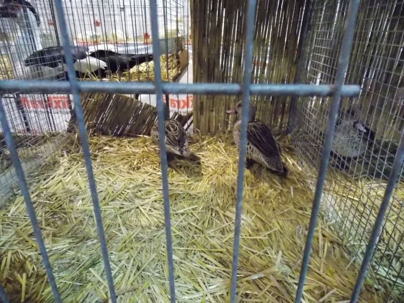  - EXPO-2017- NATIONALA AUSTRIEI WELS