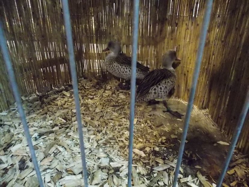  - EXPO-2017- NATIONALA AUSTRIEI WELS