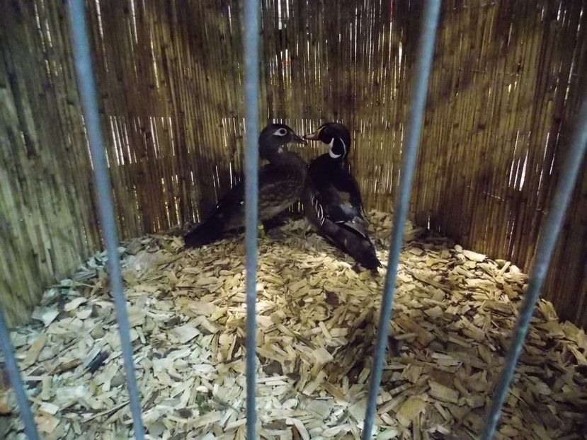  - EXPO-2017- NATIONALA AUSTRIEI WELS