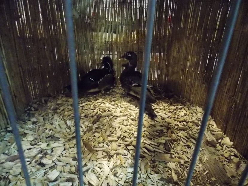  - EXPO-2017- NATIONALA AUSTRIEI WELS