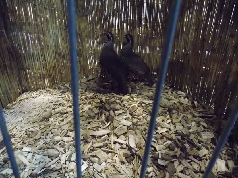  - EXPO-2017- NATIONALA AUSTRIEI WELS