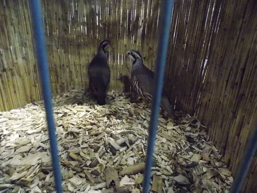  - EXPO-2017- NATIONALA AUSTRIEI WELS