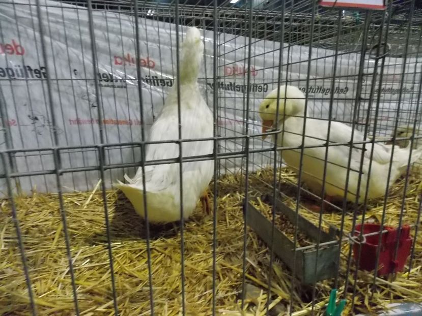  - EXPO-2017- NATIONALA AUSTRIEI WELS