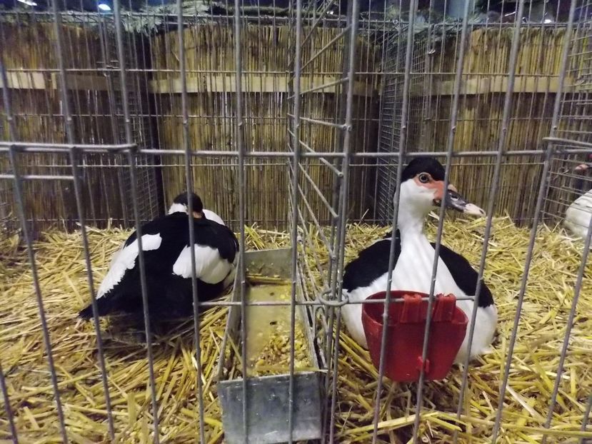  - EXPO-2017- NATIONALA AUSTRIEI WELS