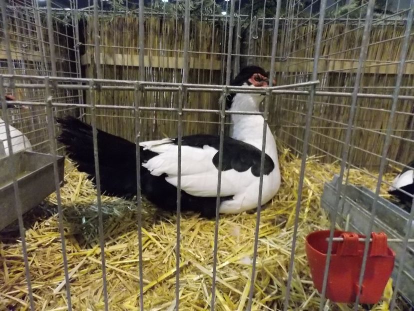  - EXPO-2017- NATIONALA AUSTRIEI WELS