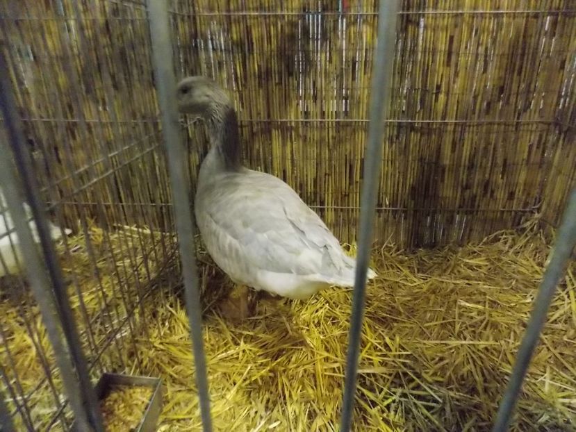  - EXPO-2017- NATIONALA AUSTRIEI WELS