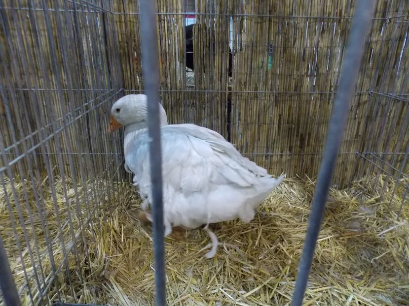  - EXPO-2017- NATIONALA AUSTRIEI WELS