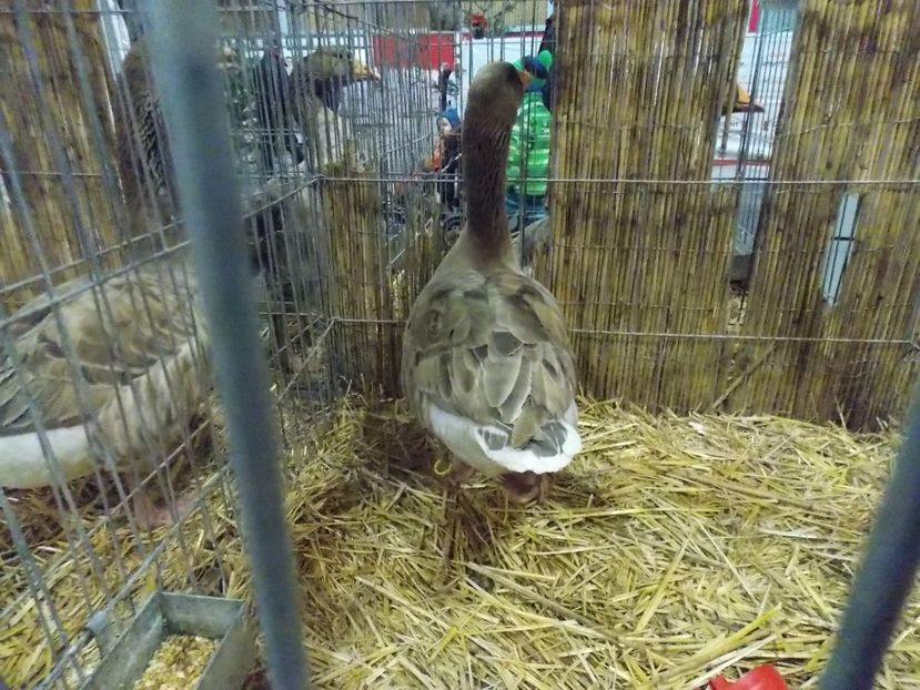  - EXPO-2017- NATIONALA AUSTRIEI WELS