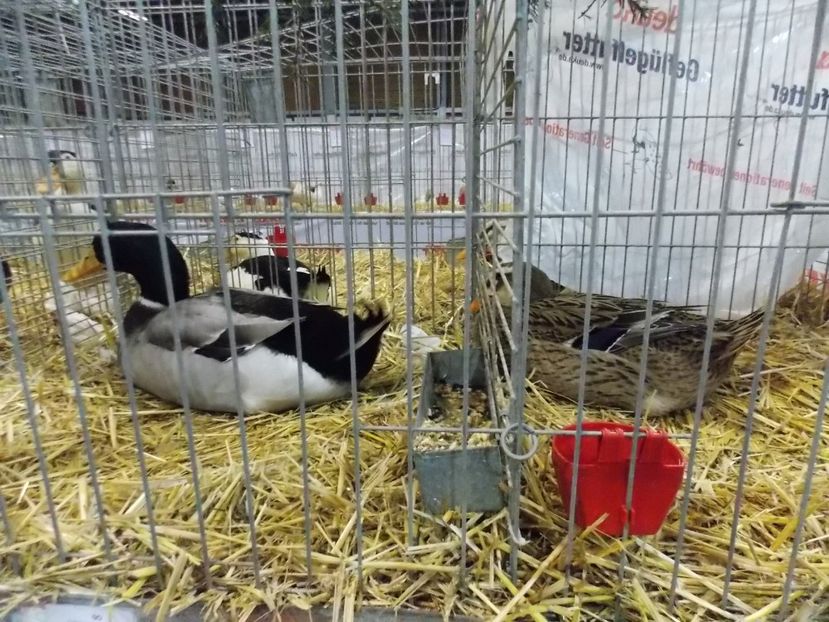  - EXPO-2017- NATIONALA AUSTRIEI WELS