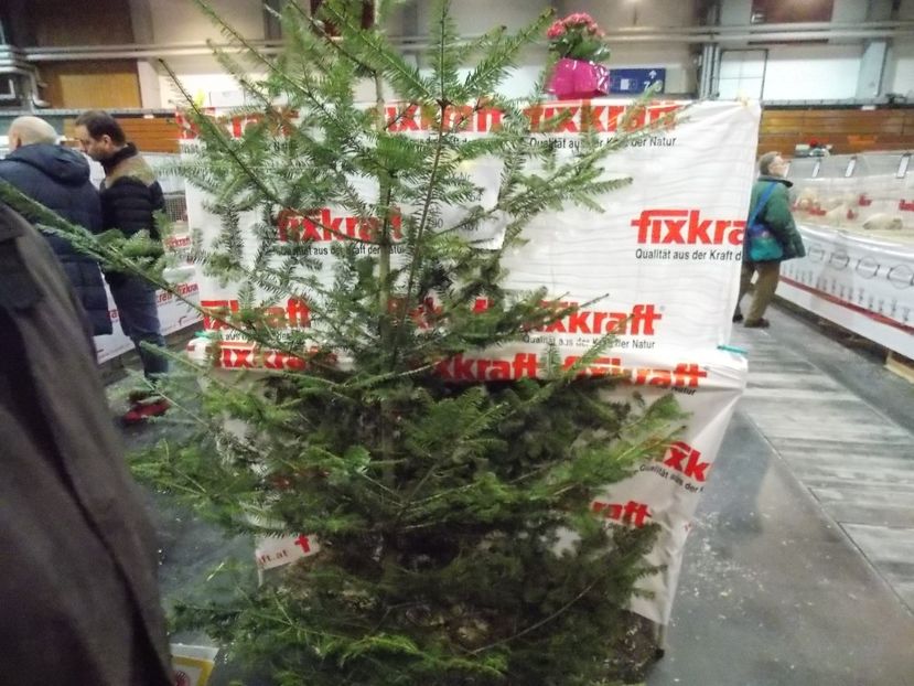  - EXPO-2017- NATIONALA AUSTRIEI WELS