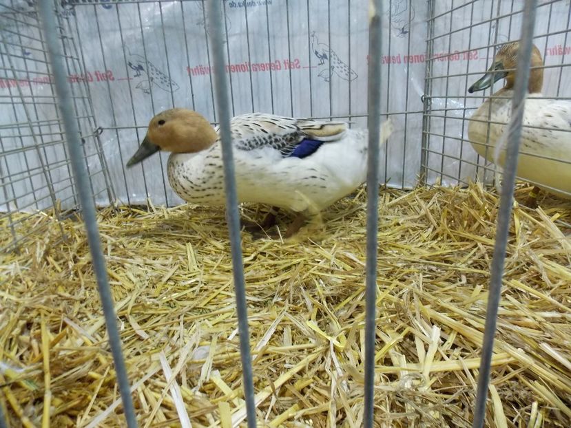  - EXPO-2017- NATIONALA AUSTRIEI WELS