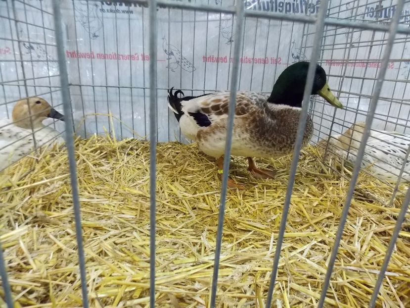  - EXPO-2017- NATIONALA AUSTRIEI WELS