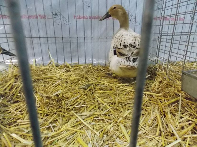  - EXPO-2017- NATIONALA AUSTRIEI WELS